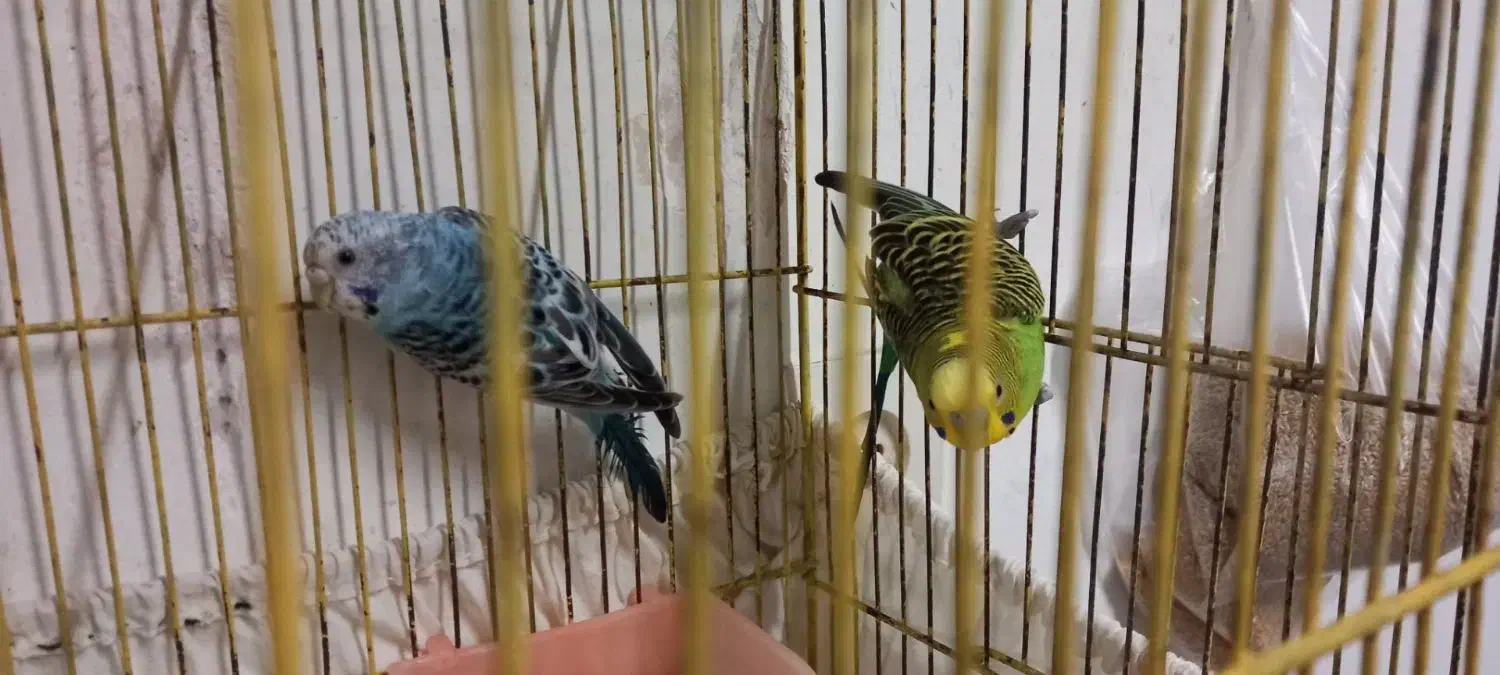 قناری ماده زرد ودارچینی  ۲ساله جفت نخورده|پرنده|رشت, نخودچر|دیوار