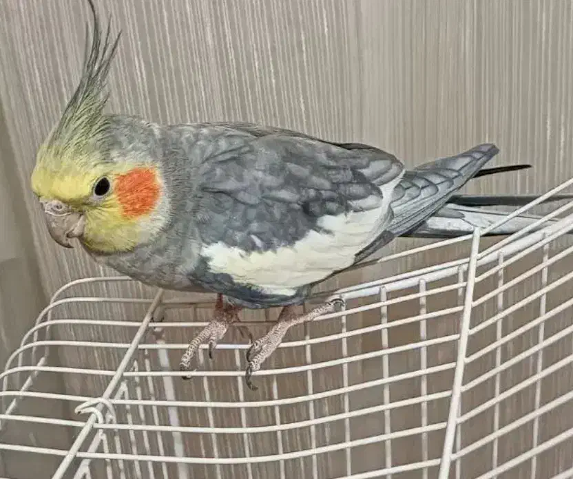 ۳تا عروس و ۳ تا مرغ عشق یکجا|پرنده|ری, تقی آباد|دیوار