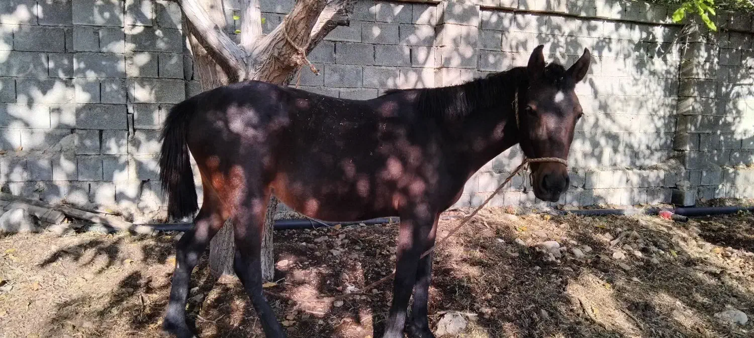 اسب ۳۵۰۰۰۰۰۰تومان دشت ارژن|اسب و تجهیزات اسب‌سواری|ارژن, |دیوار