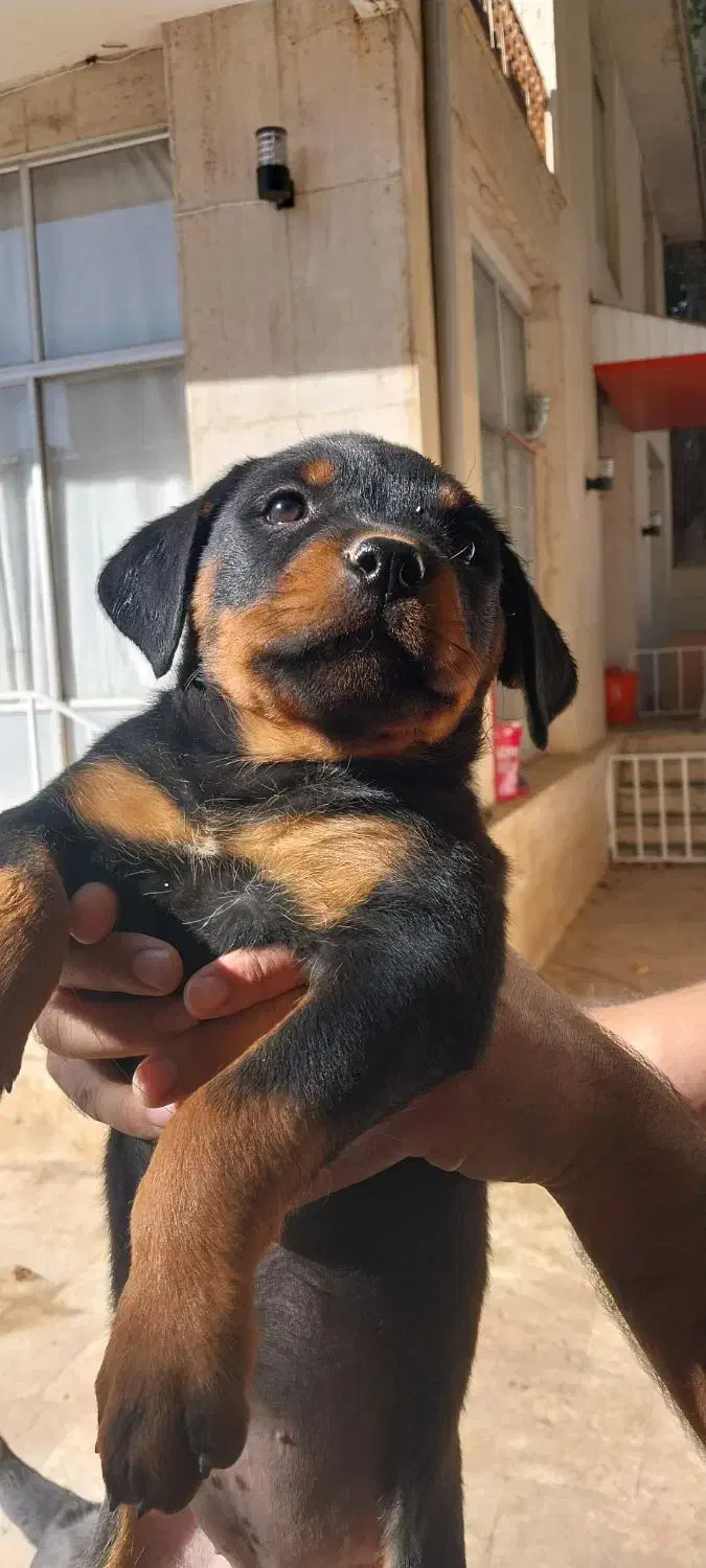 روتوایلراصیل|سگ|اصفهان, لنبان|دیوار