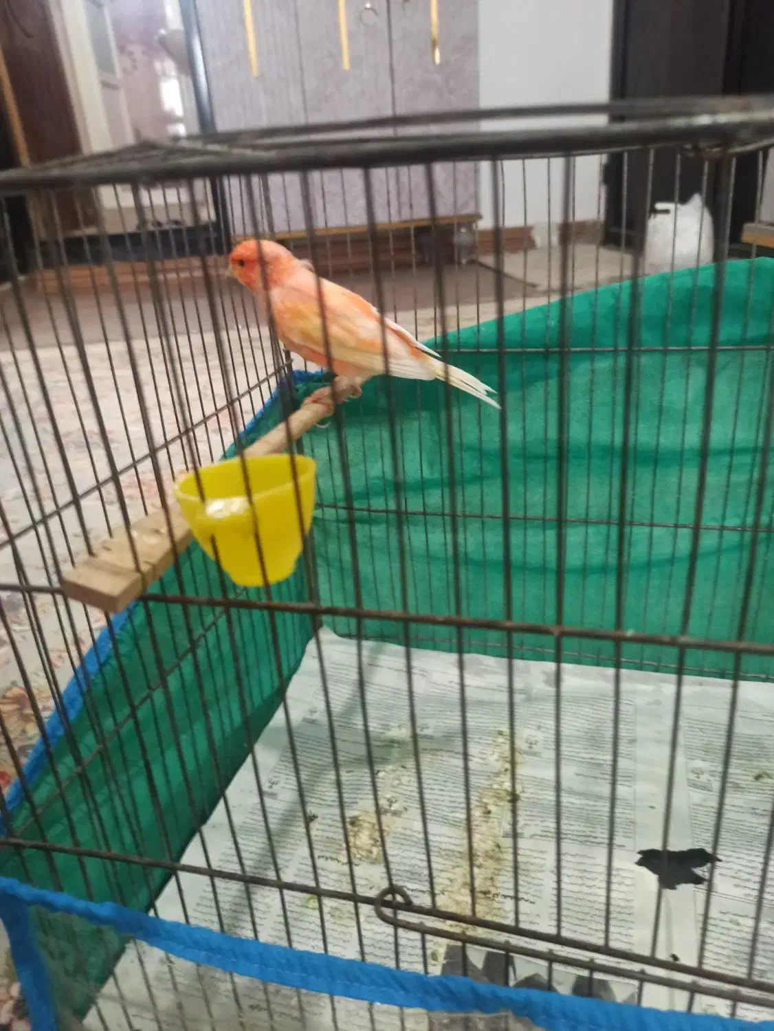 قناری نر|پرنده|زرند, |دیوار