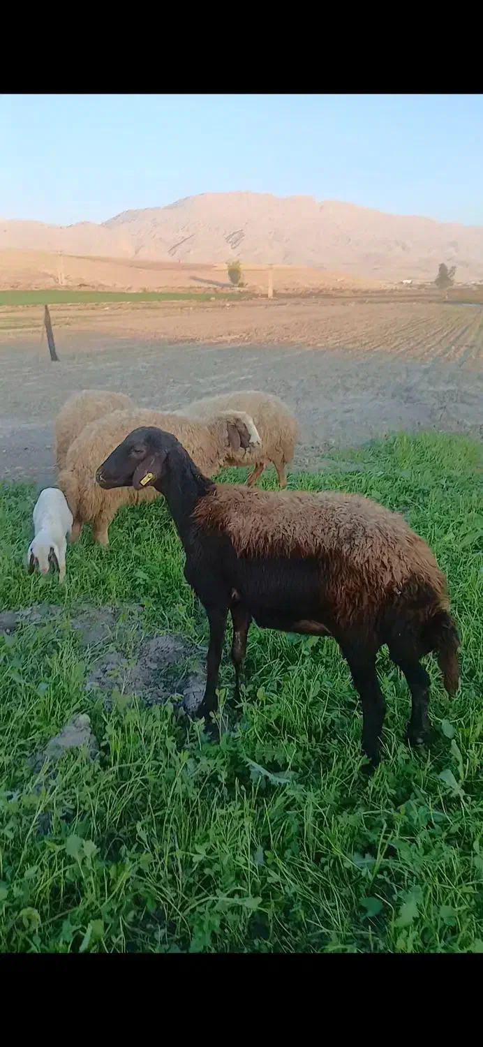 شیشک قره غزل|حیوانات مزرعه|سرپل ذهاب, |دیوار