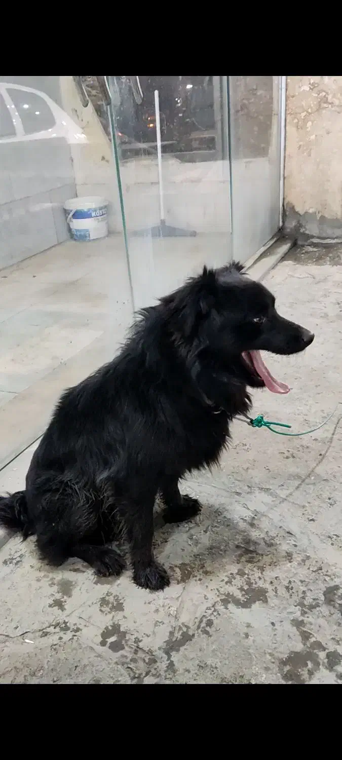 سگ ...|سگ|طرقبه, |دیوار