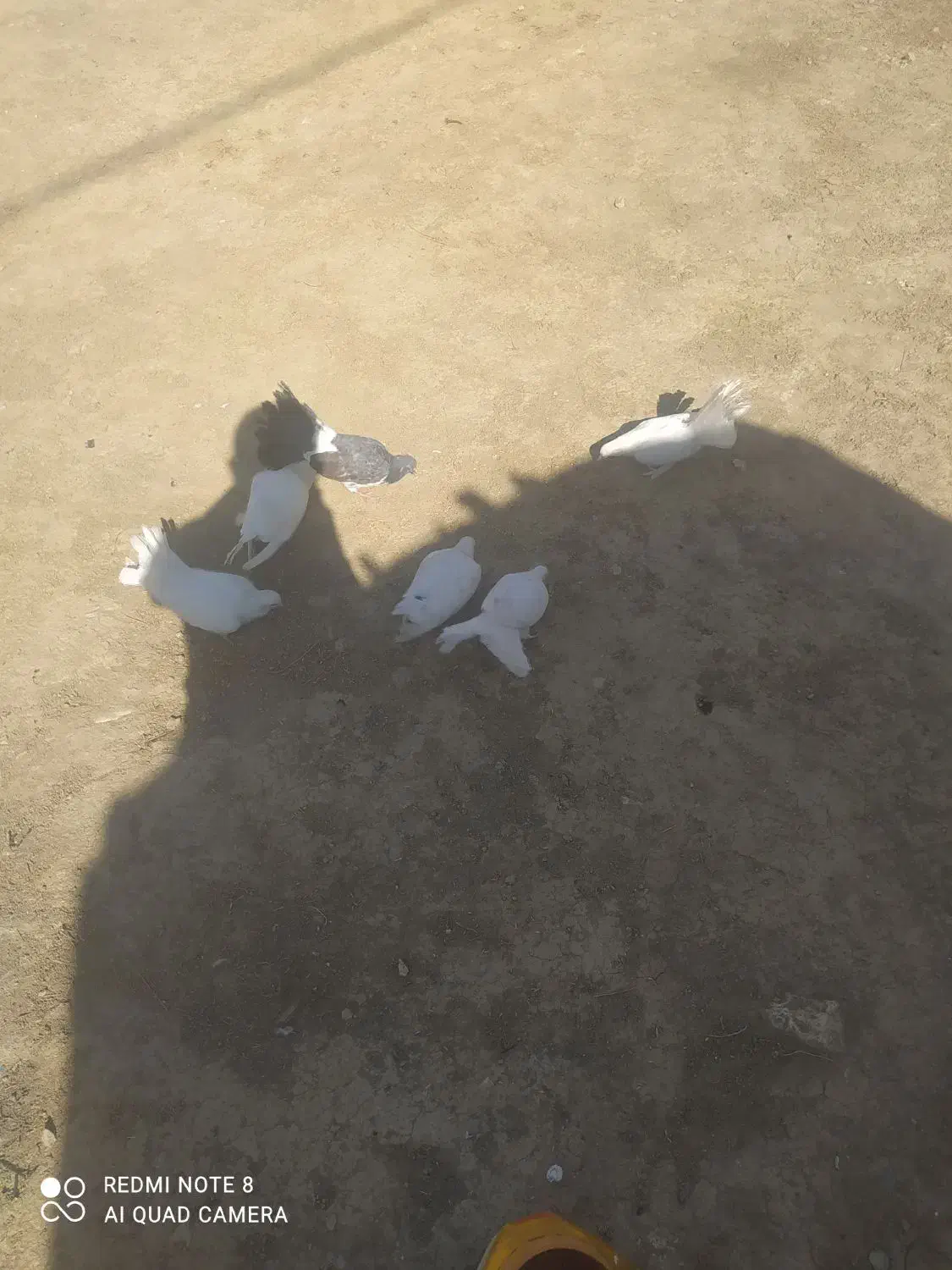 کبوتر آماده تخم گذاری|پرنده|لردگان, |دیوار