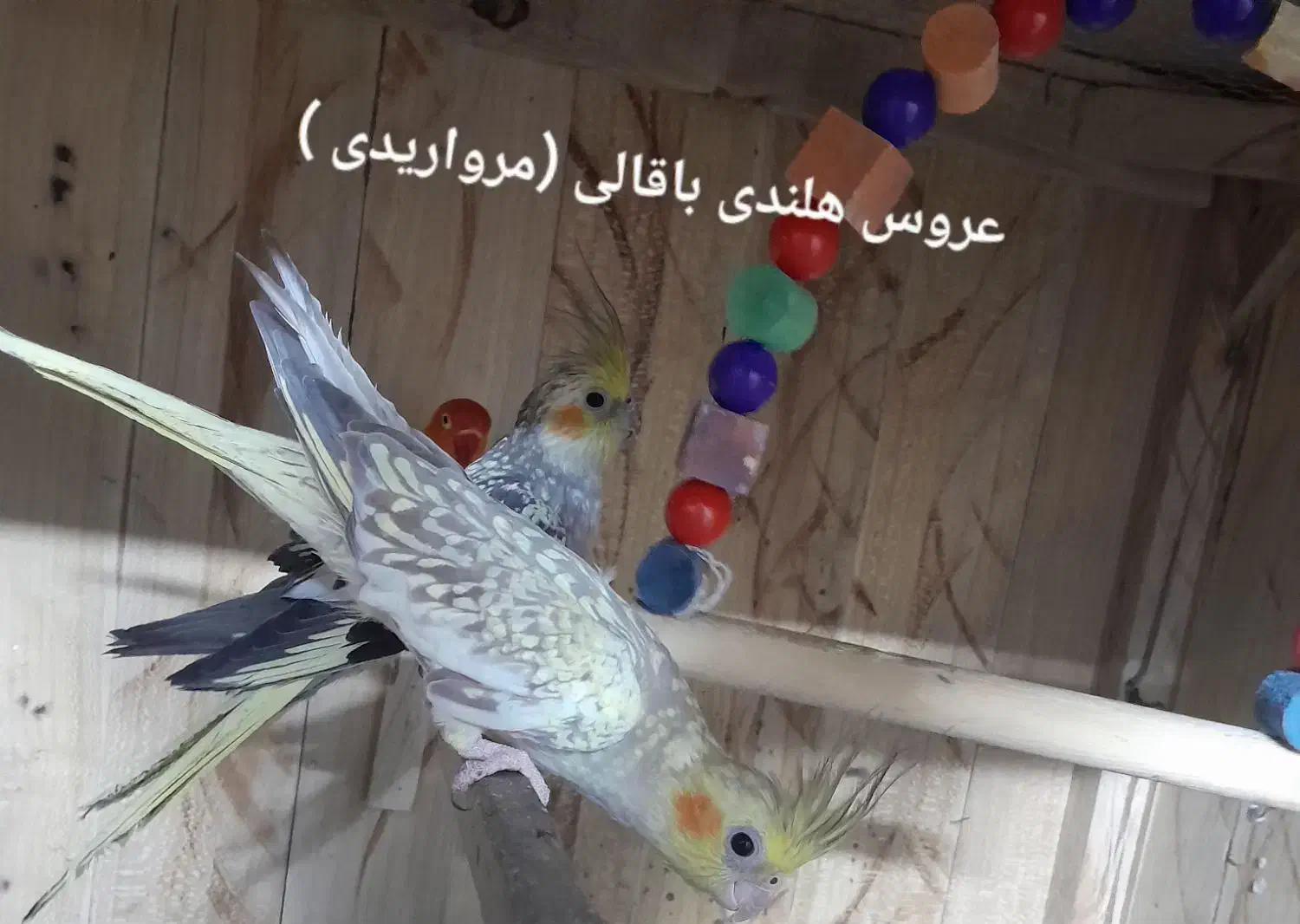 عروس هلندی|پرنده|زهک, |دیوار