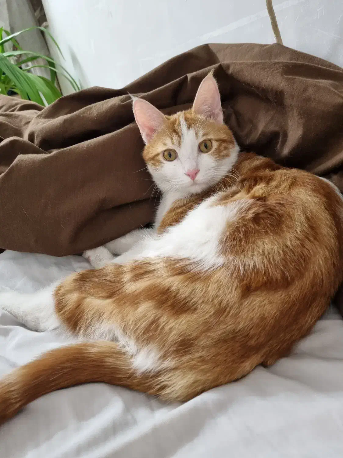 گربه گمشده|حیوانات|یزد, |دیوار