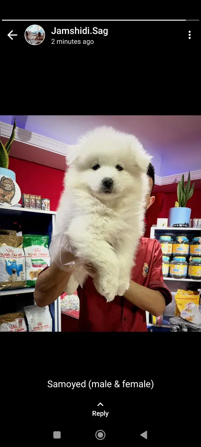 توله های سفیدبرفی سامویید|سگ|تهران, اختیاریه|دیوار