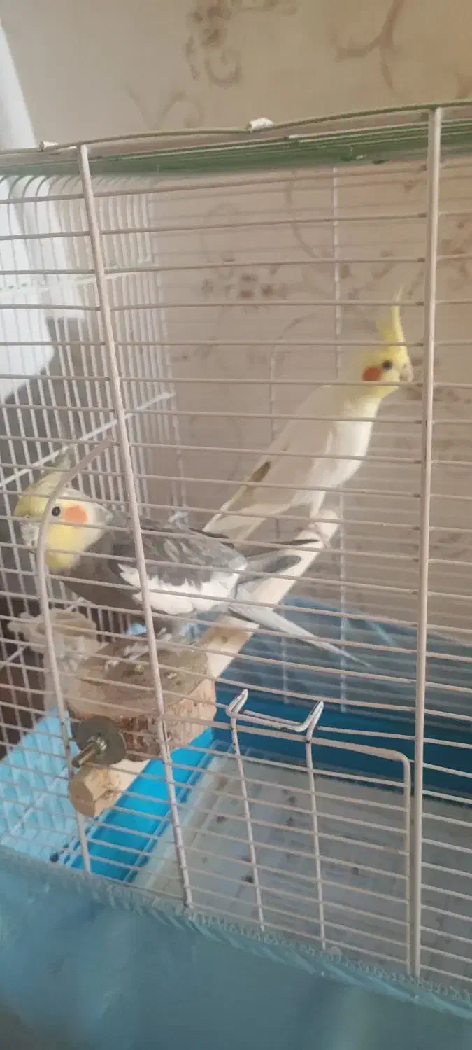 عروس هلندی|پرنده|تهران, شهرآرا|دیوار