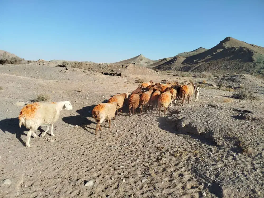 فروش گوسفند میش کاور تقلی بز بره|حیوانات مزرعه|باخزر, |دیوار