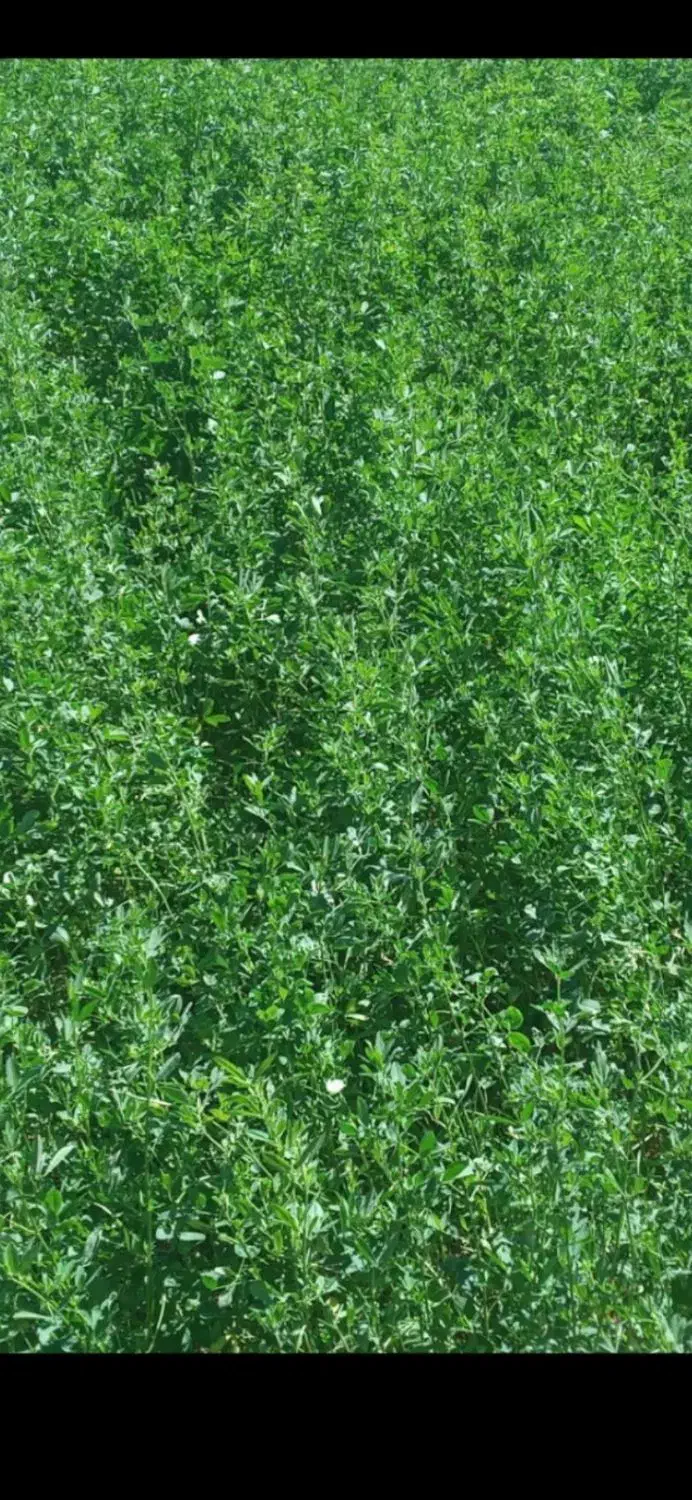 بذر قره یونجه|خدمات باغبانی و درختکاری|شیراز, دارالرحمه|دیوار