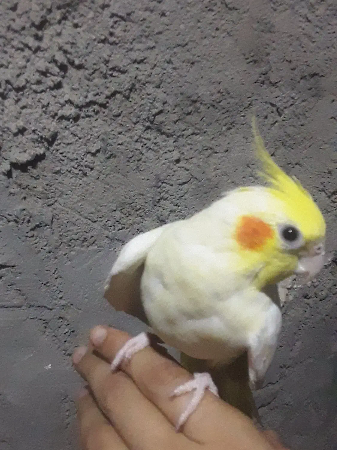 عروس ماده مولد|پرنده|زابل, |دیوار