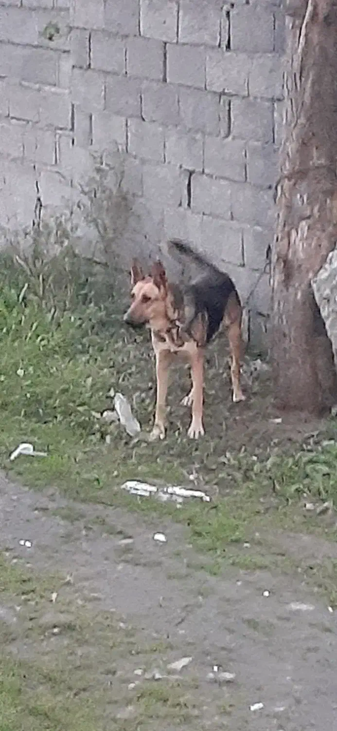 سگ ژرمن شپرد|سگ|رشت, رشتیان|دیوار