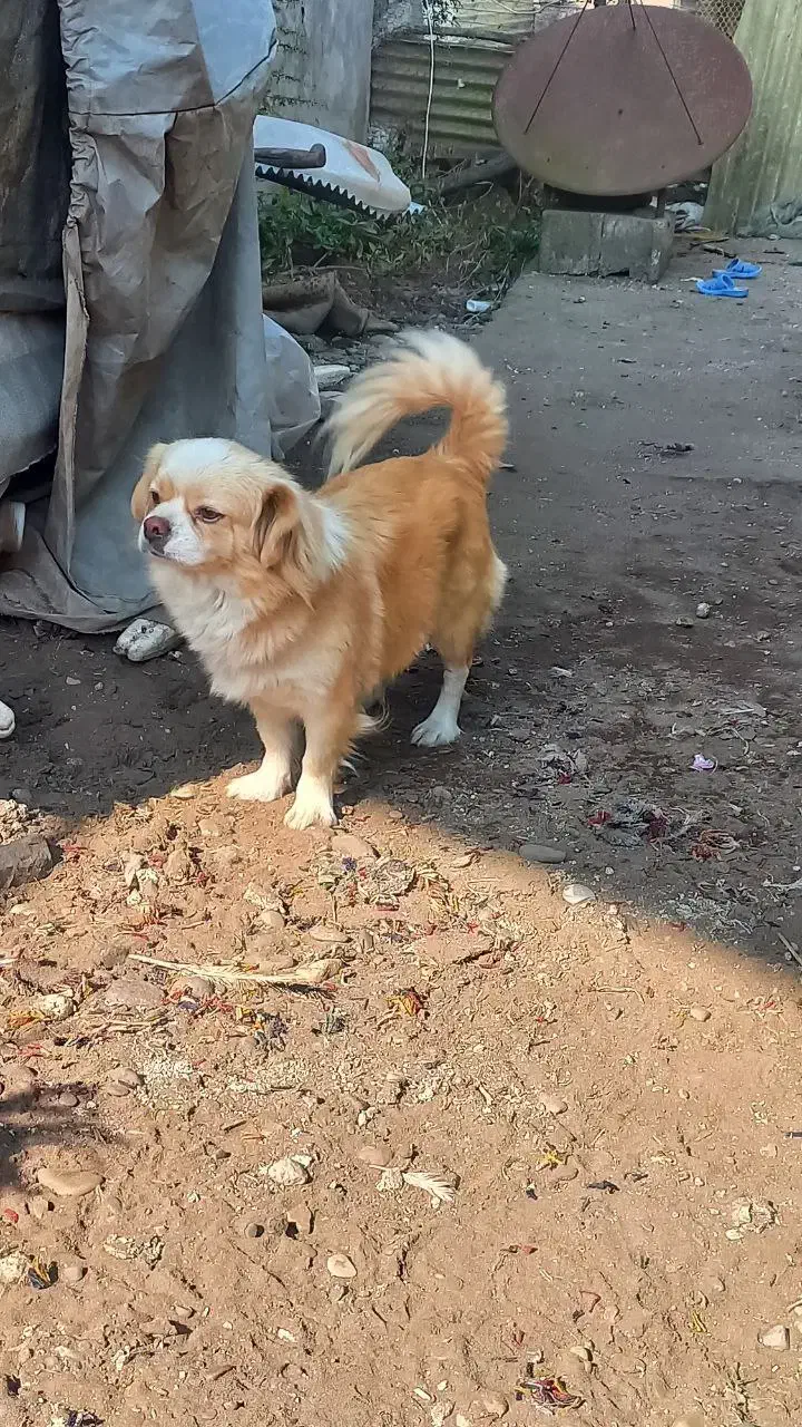 فروش یک جفت سگ پاکوتاه|سگ|کیاشهر, |دیوار