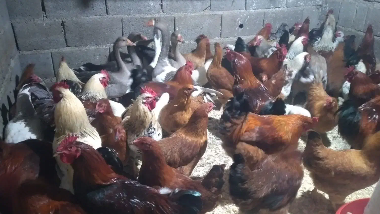 مرغ و خروس محلی|حیوانات مزرعه|دالخانی, |دیوار