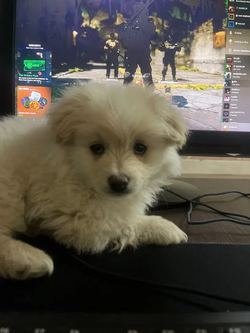 سگ پامر خرسی|سگ|اصفهان, احمدآباد|دیوار