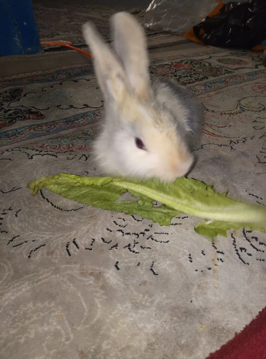 خرگوش|موش و خرگوش|گناباد, |دیوار