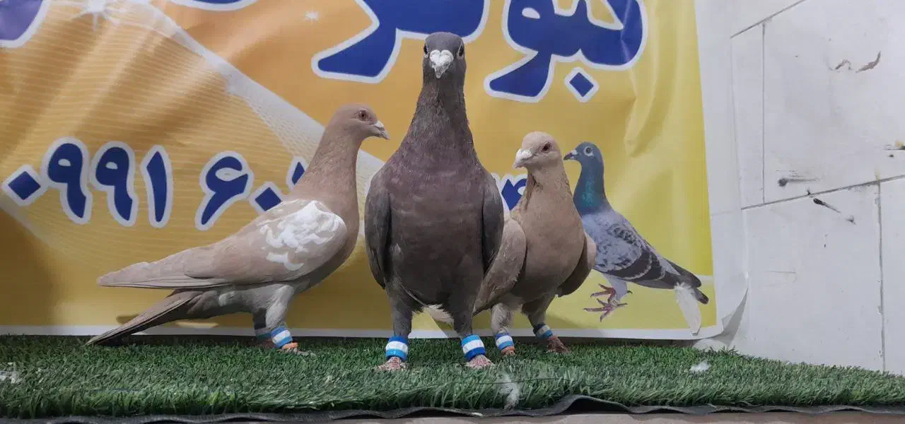 کفترهوای|پرنده|مه ولات, |دیوار