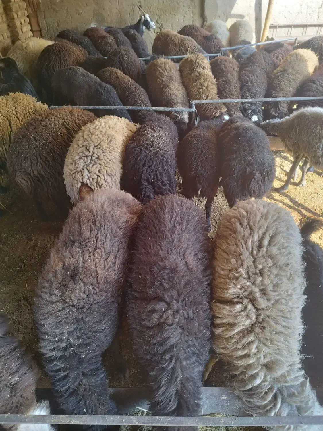 گوسفند زنده بره میش قربانی|حیوانات مزرعه|قرچک, صالح آباد|دیوار