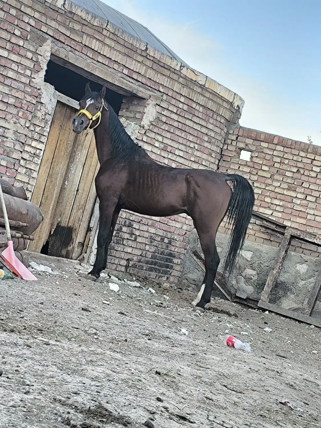 اسب عرب|اسب و تجهیزات اسب‌سواری|تبریز, |دیوار