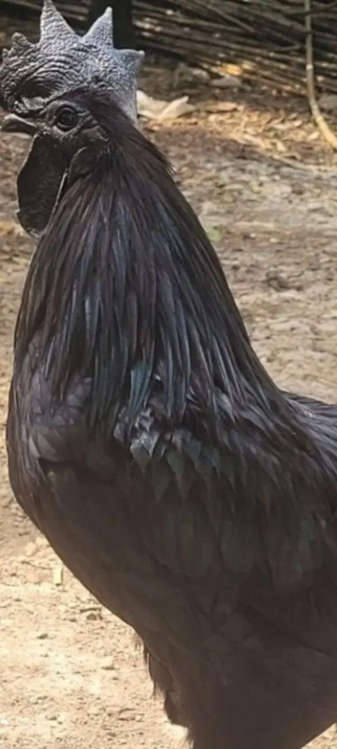 تخممرغ نطفه دار ایام سمانی|حیوانات مزرعه|گرگان, |دیوار