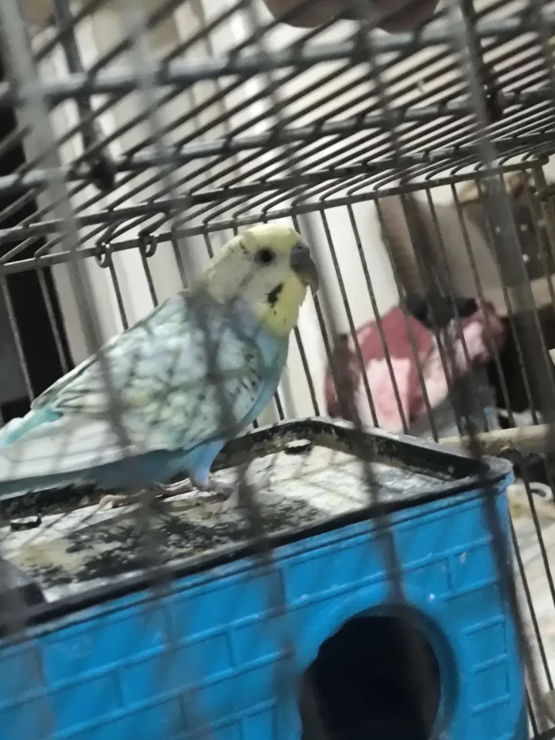 مرغ عشق نر رنگین کمونی|پرنده|تهران, افسریه جنوبی|دیوار