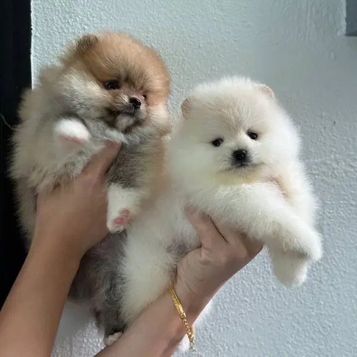 سگ‌ پامر خرسی بوفیس‌ سایز تیکاپ حرفه ای|سگ|تهران, شهرک آپادانا|دیوار