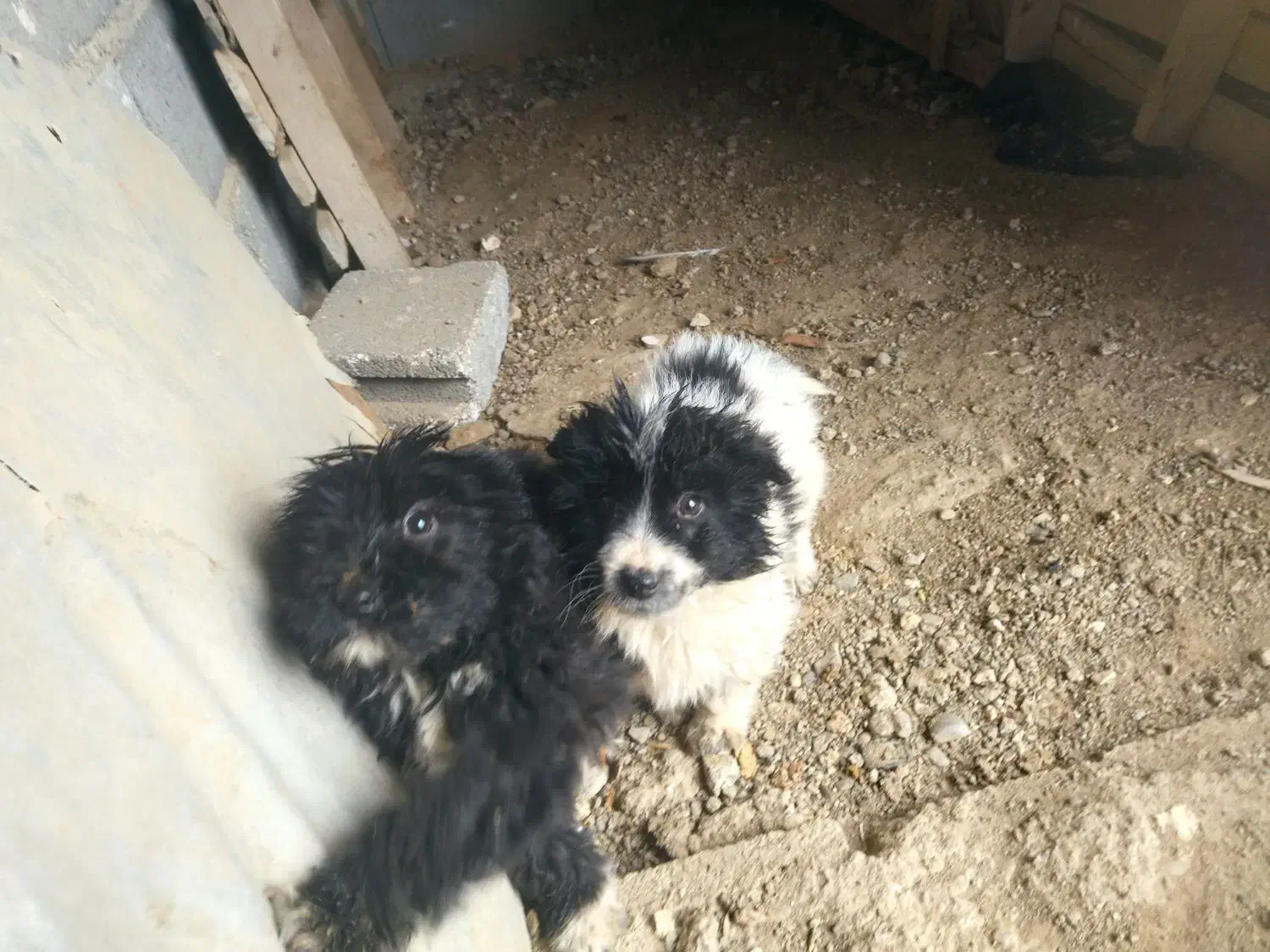 سگ پاکوتاه|سگ|خلیفان, |دیوار