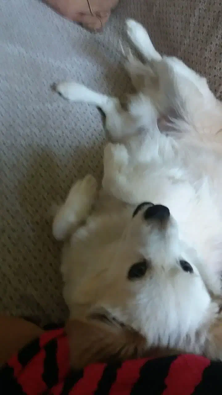 واگذاری سگ|سگ|اصفهان, دانشگاه اصفهان|دیوار