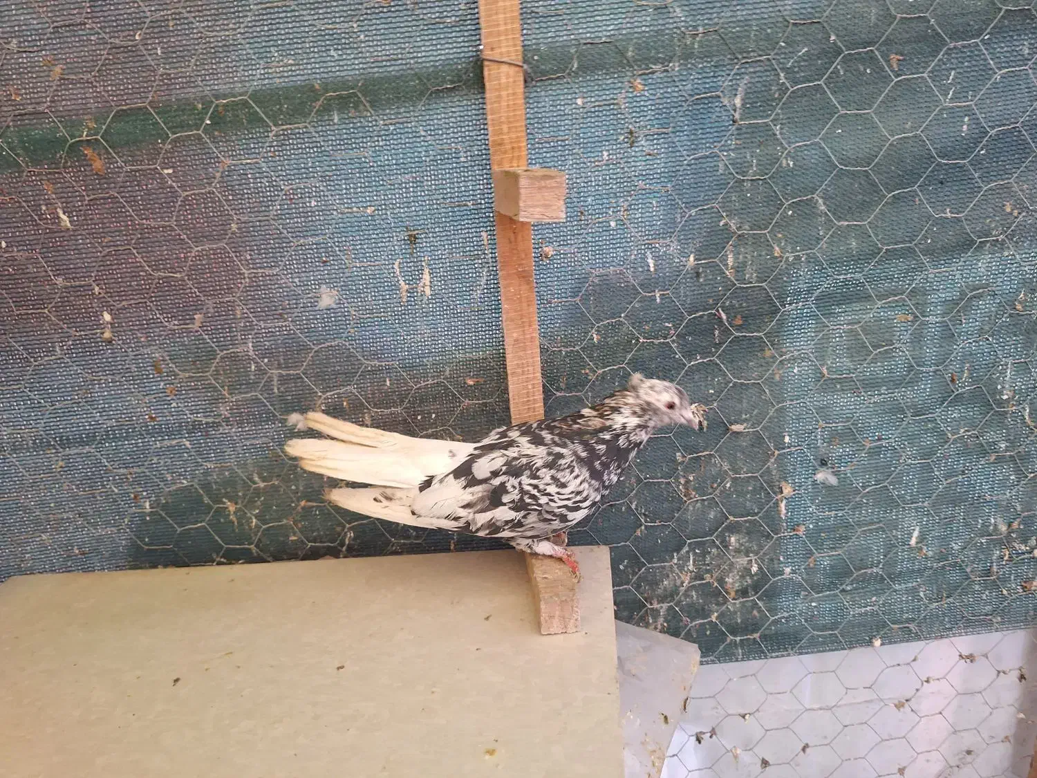 کبوتر رنگی . طوقی . دمسفید|پرنده|شاهینشهر, شهرک میلاد|دیوار