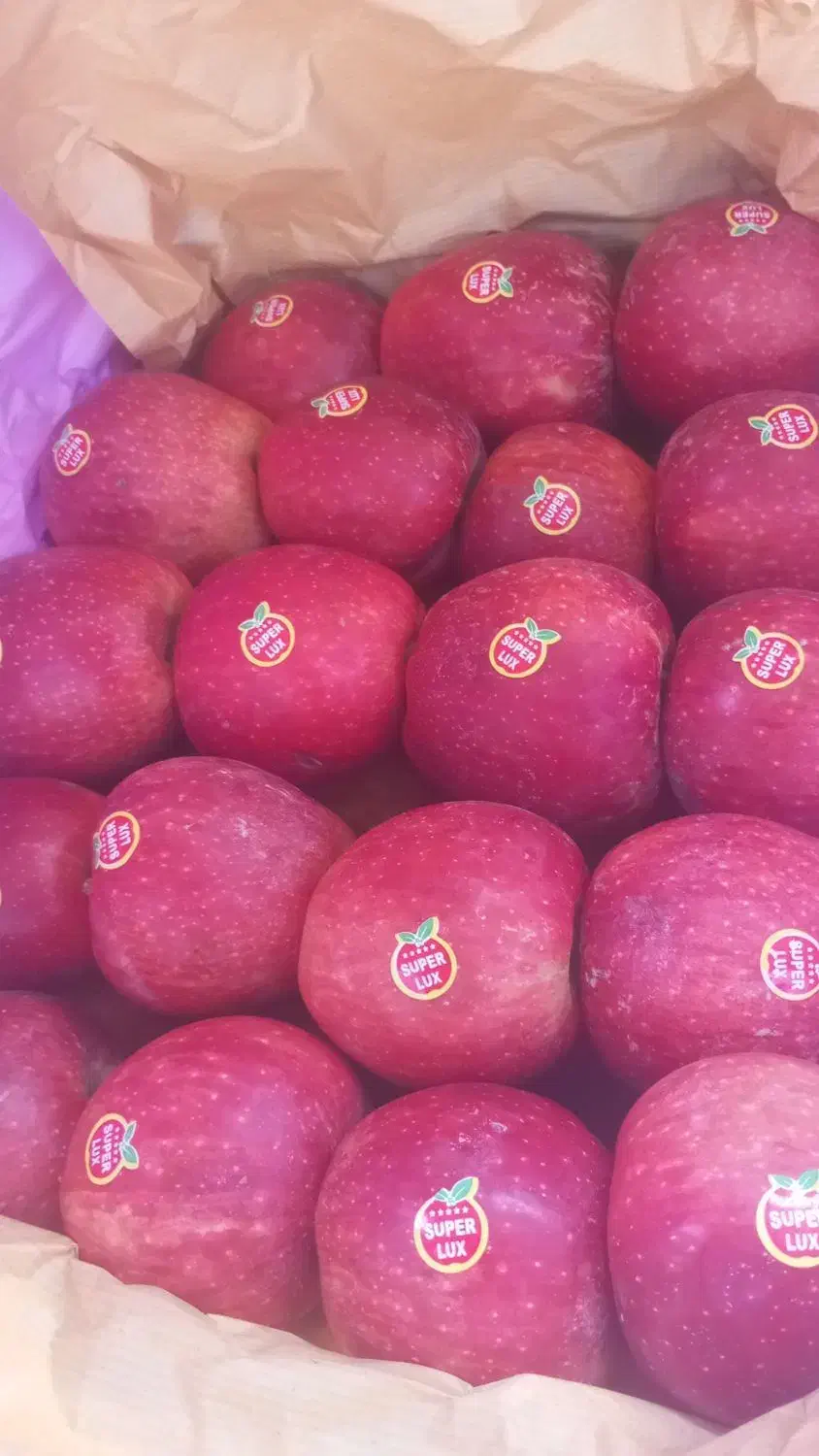 سیب زرد وقرمز مراغه سیب سردخانه خیلی زیبا ودرشت|خوردنی و آشامیدنی|بوکان, |دیوار