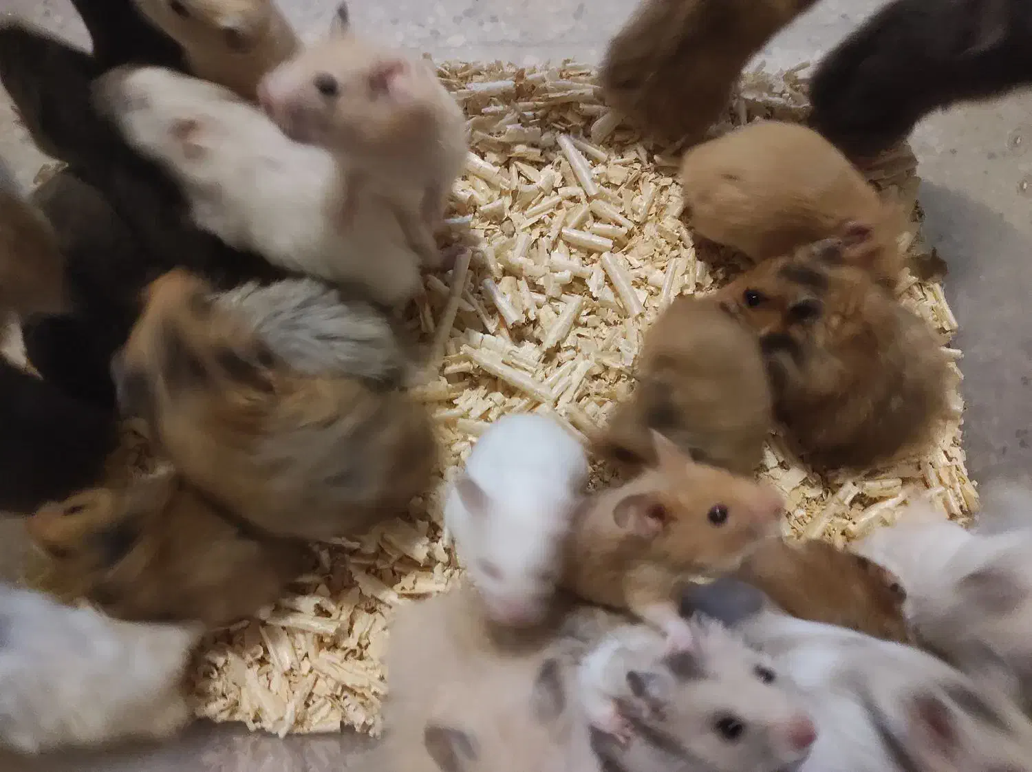 همستر ، رت ، موش سوری|موش و خرگوش|مشهد, احمدآباد|دیوار