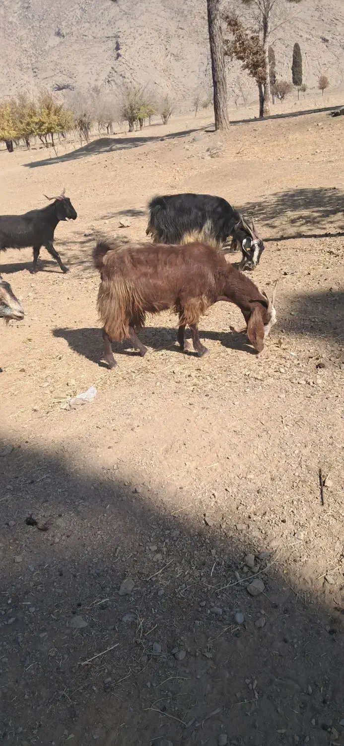 بز کهرد دار|حیوانات مزرعه|مرودشت, نقش رستم|دیوار