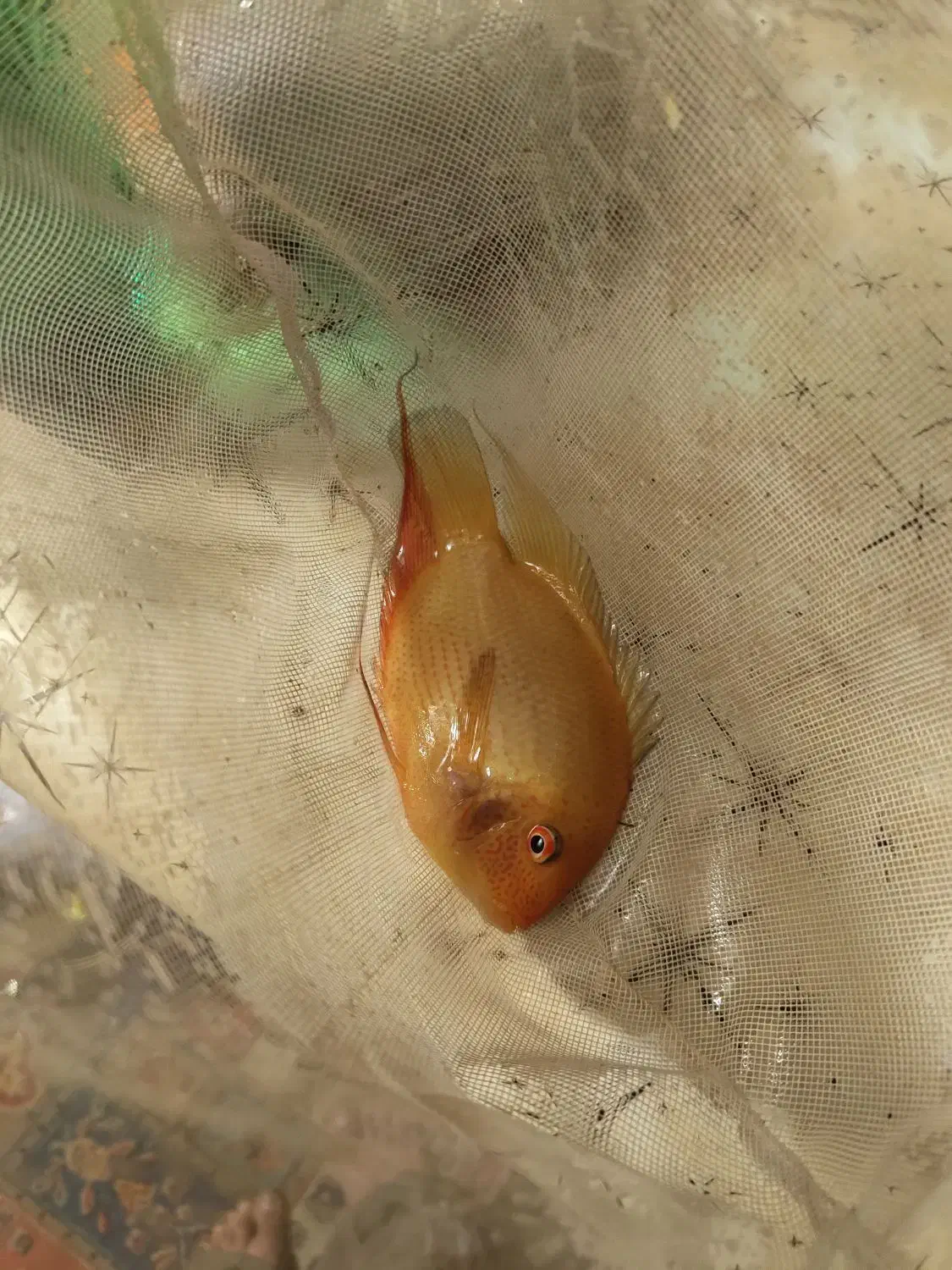 ماهی اکواریوم فروش فوری|ماهی|کرمان, |دیوار