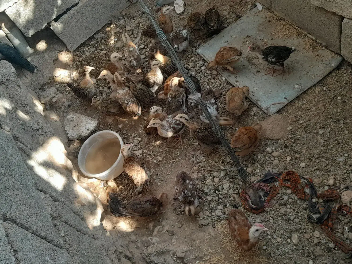 فروش تیله محلی|حیوانات مزرعه|لنده, |دیوار