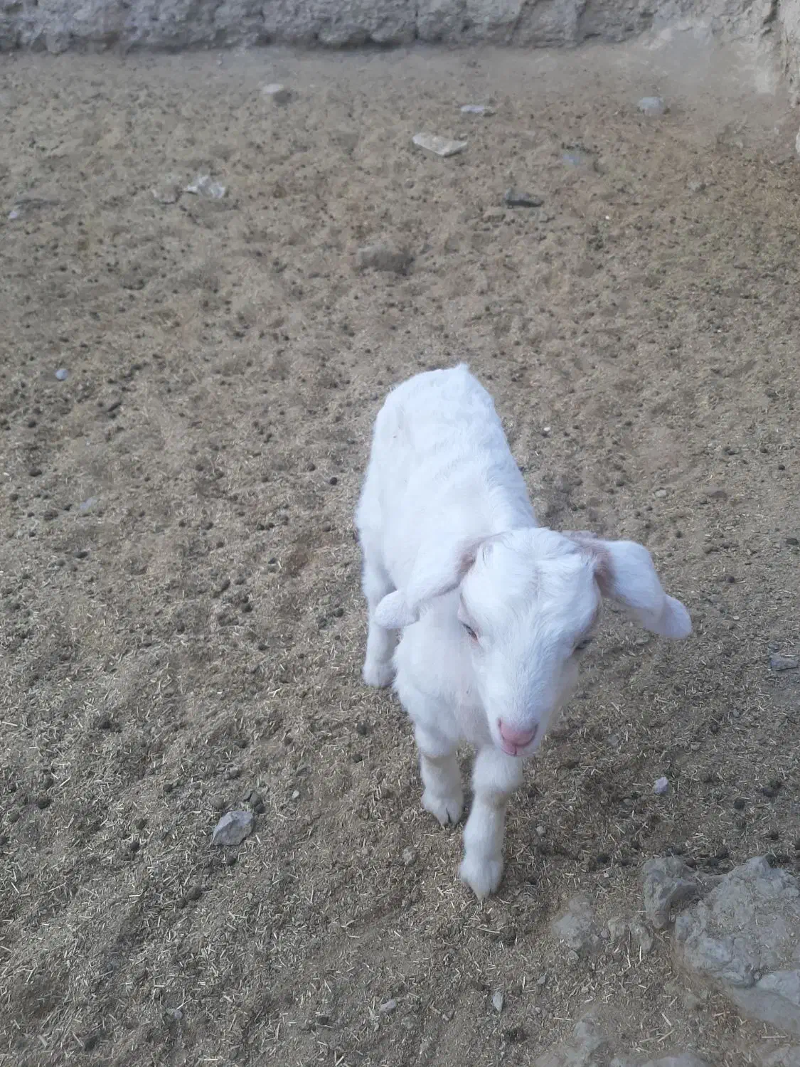 بز شیردار جوان|حیوانات مزرعه|سربیشه, |دیوار