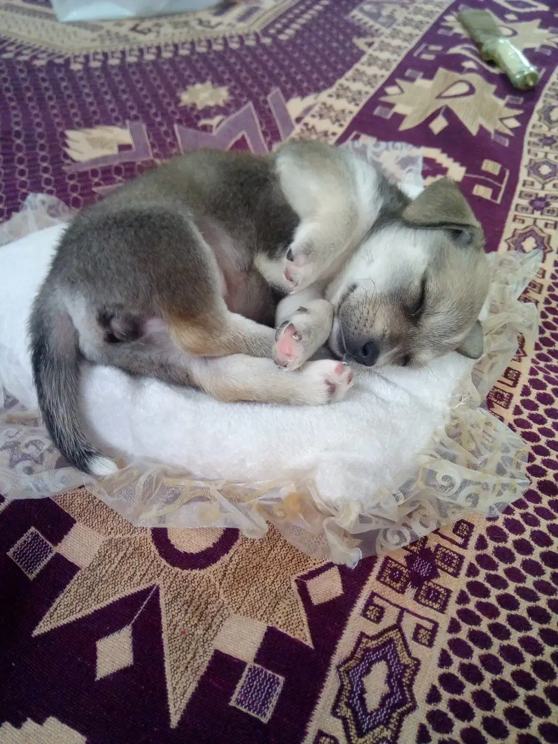 یک عدد سگ پا کوتاه|سگ|مشهد, گلبرگ شمالی|دیوار