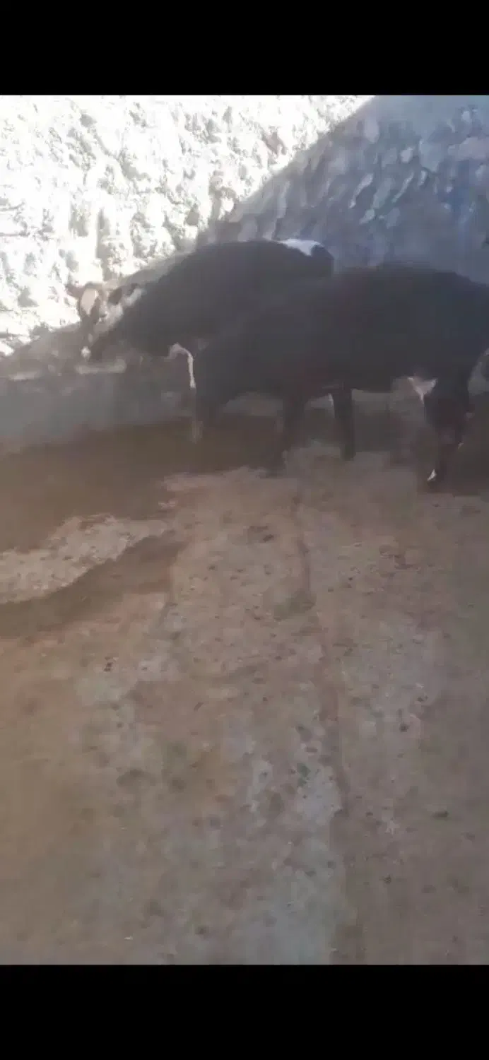 گوساله دورگ بومی کوردستان۴ راس|حیوانات مزرعه|طاهرگوراب, |دیوار