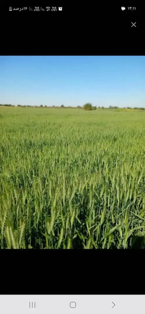 اجاره زمین کشاورزی|فروش دفتر صنعتی، کشاورزی، تجاری|شوش, |دیوار