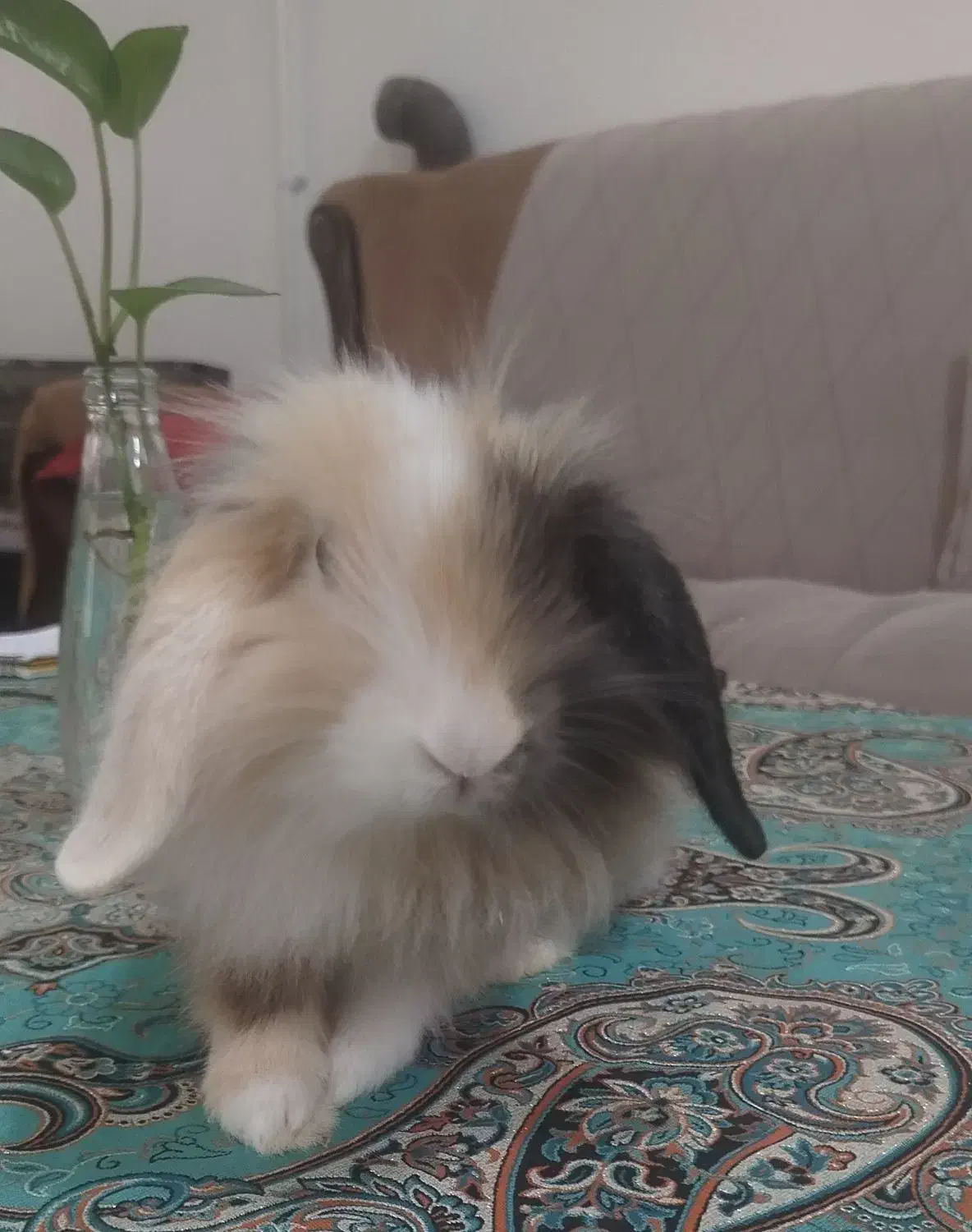 خرگوش لوپ|موش و خرگوش|زابل, |دیوار