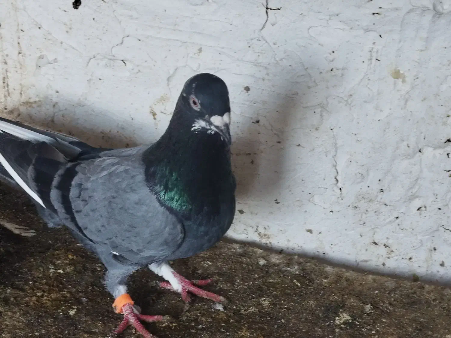 نر پلاکی|پرنده|فاضل آباد, |دیوار