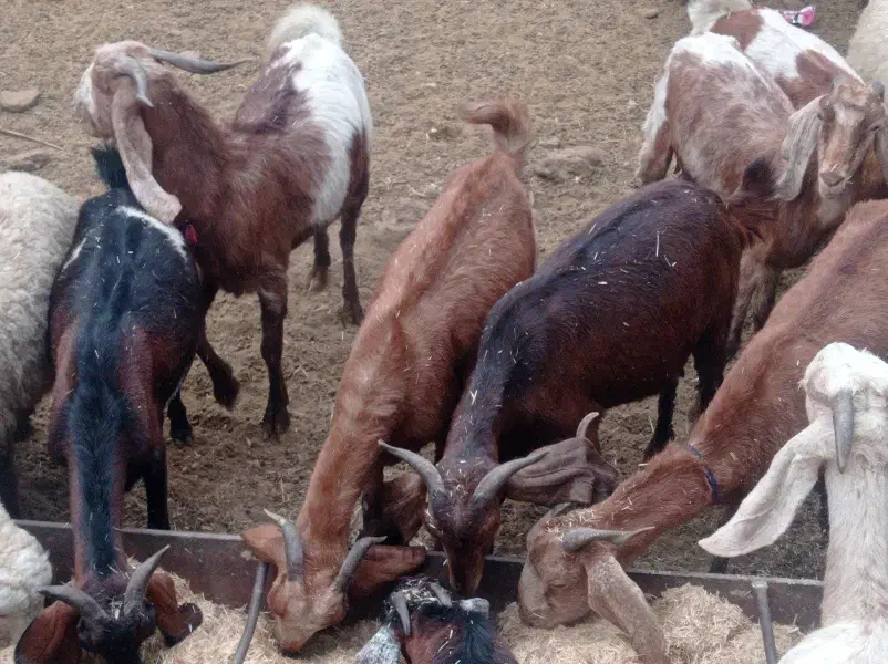 بز ماده|حیوانات مزرعه|شوش, |دیوار