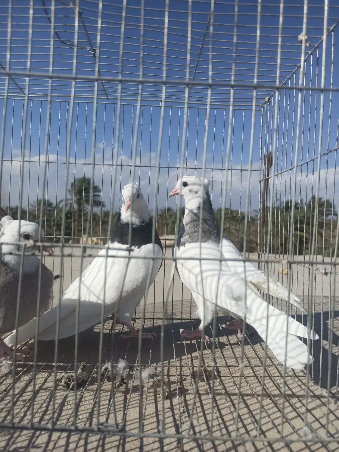 پرنده|پرنده|بم, |دیوار