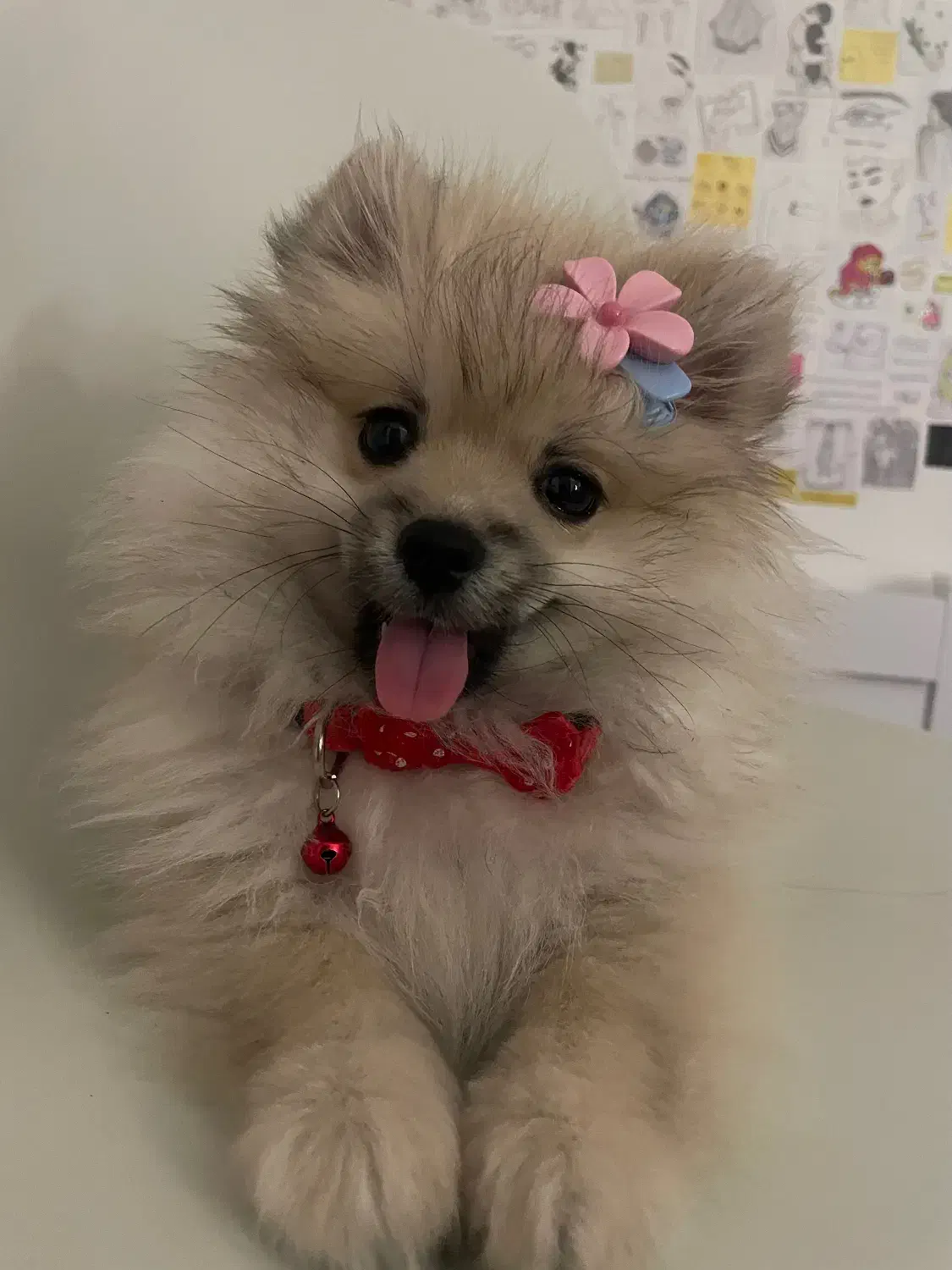 واگذاری سگ پامر|سگ|رشت, پل تالشان|دیوار