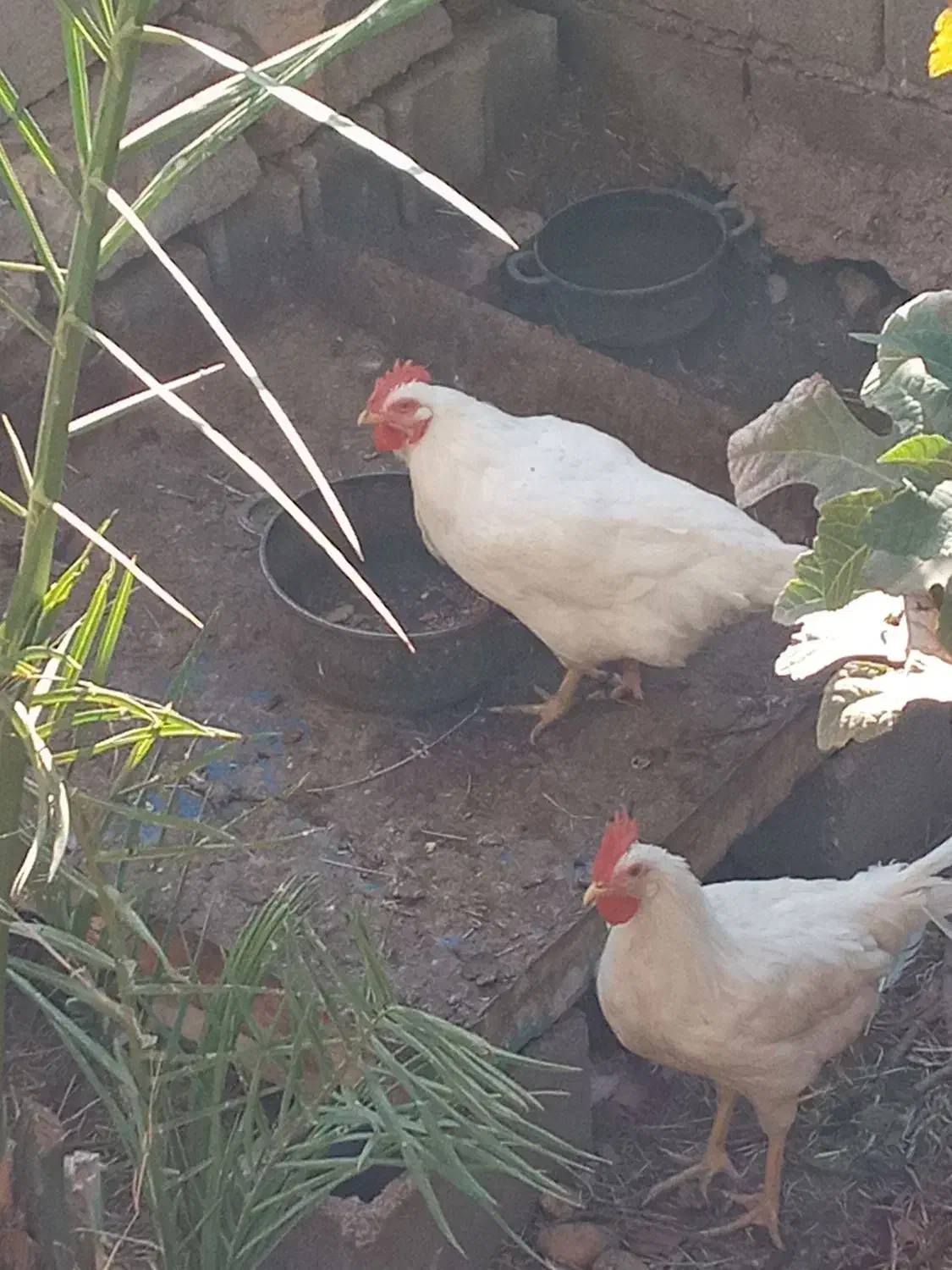 خروس فروشی ۳۵۰ تومن|حیوانات مزرعه|طبس, |دیوار