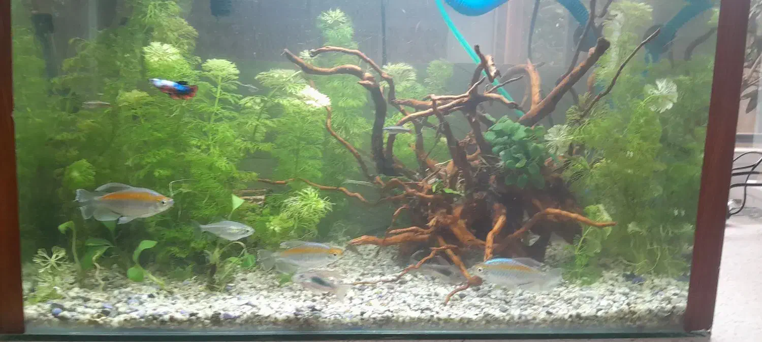 انواع ماهی|ماهی|رشت, پیرکلاچای|دیوار