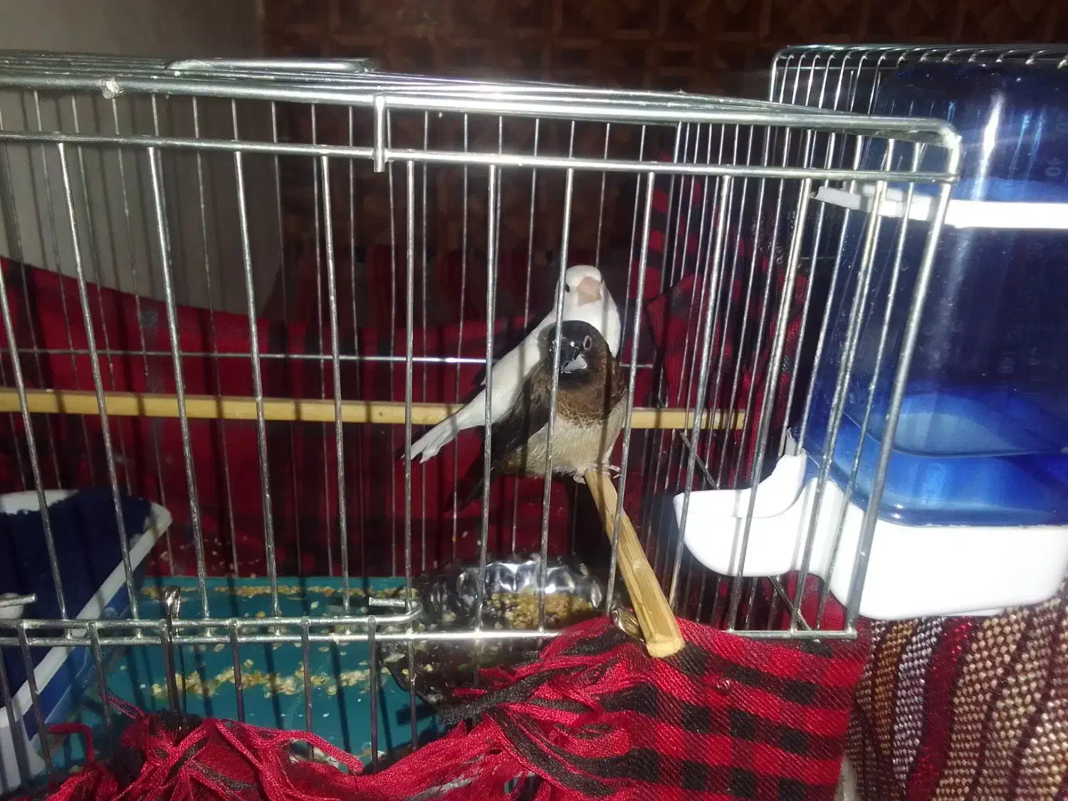 پرنده|پرنده|مراغه, |دیوار