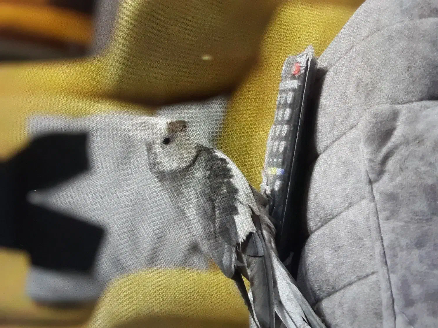 عروس هلندی|پرنده|نوشهر, |دیوار