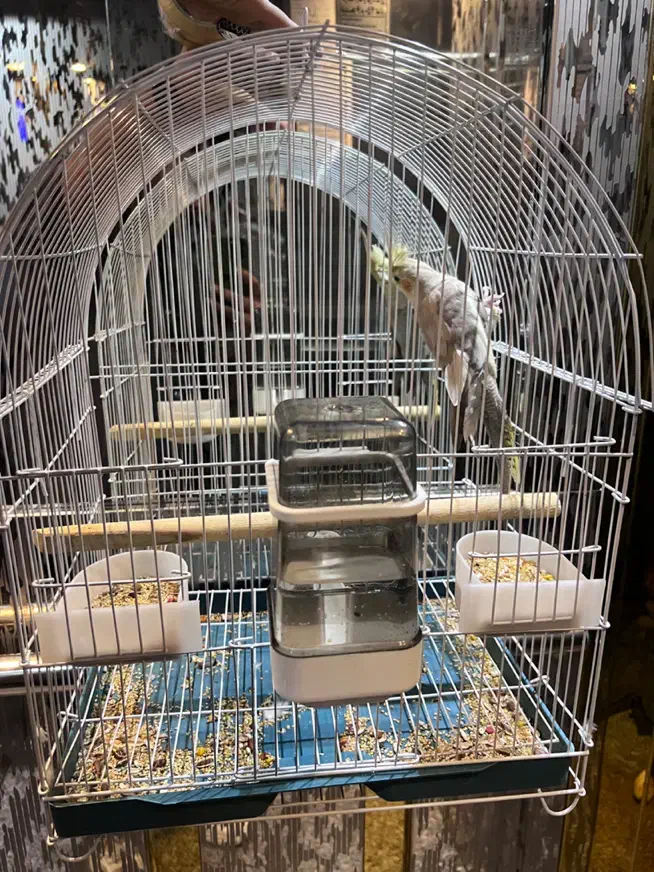 عروس هلندی باقفس|پرنده|تهران, مینای جنوبی|دیوار