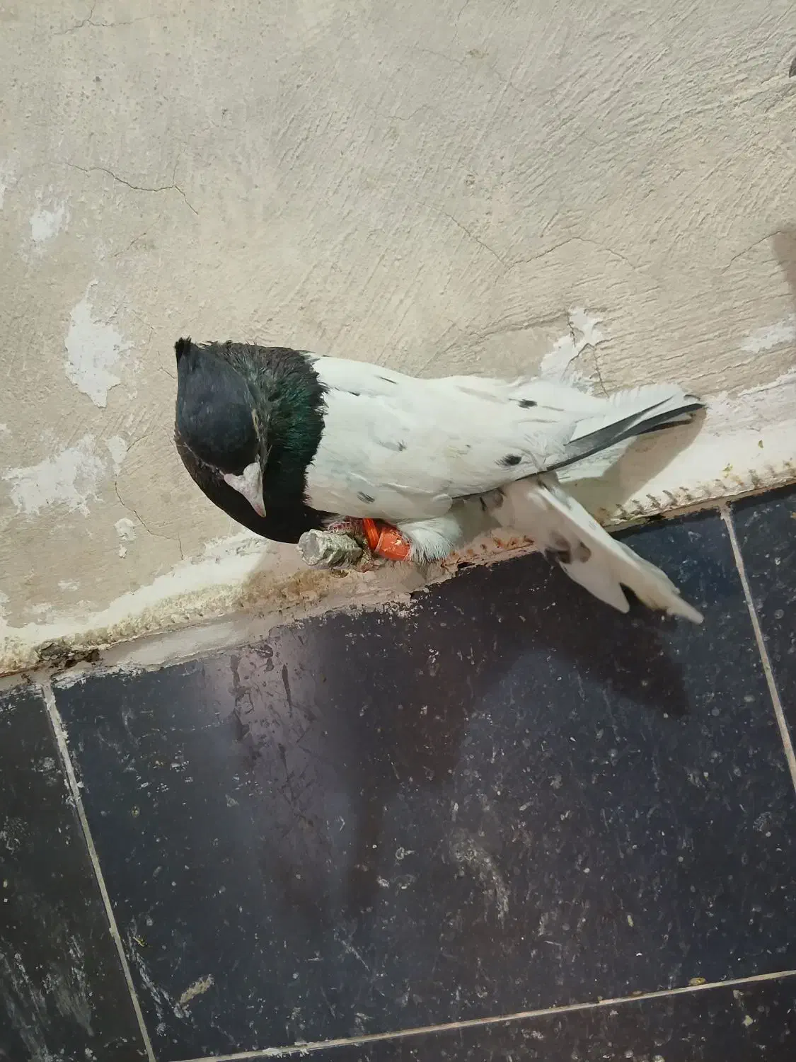 کفتر بهبهانی کله|پرنده|شیراز, حومه شیراز|دیوار