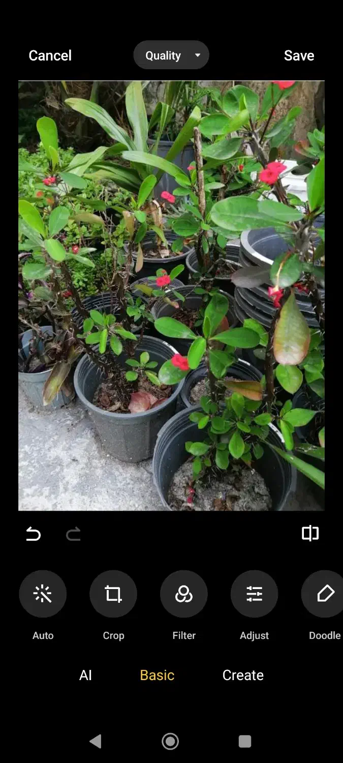 پنجاه عدد گل مرجان|گل و گیاه طبیعی|نوشهر, |دیوار